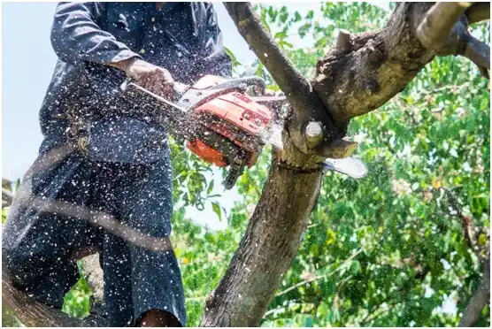 tree services LaCoste